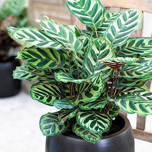 Calathea Makoyana Korbmarante Üppige Premium Zimmerpflanze Geschenk 30-40 cm mit Topf von GardenersDream