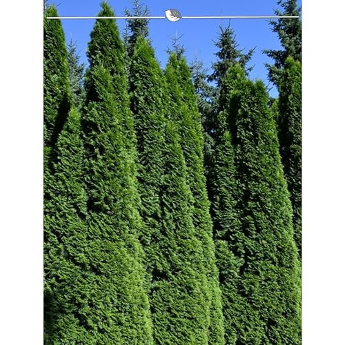 Lebensbaum Thuja Smaragd 200-225 cm. 12 Thuja Pflanzen. Sichtschutz Hecke von Gardline