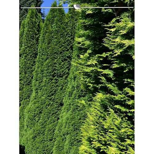 Thuja Smaragd 180-200 cm. 8 Lebensbäume. Immergrün, Winterhart, Sichtschutz von Gardline