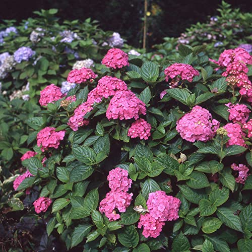 Ballhortensie 'Rosita' von Garten Schlüter