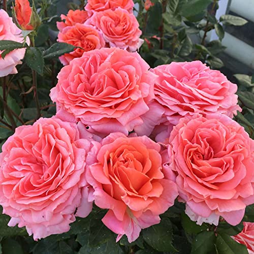 Duftrose NIRParfum® 'Amour de Molene®' 6 Liter Container von Garten Schlüter