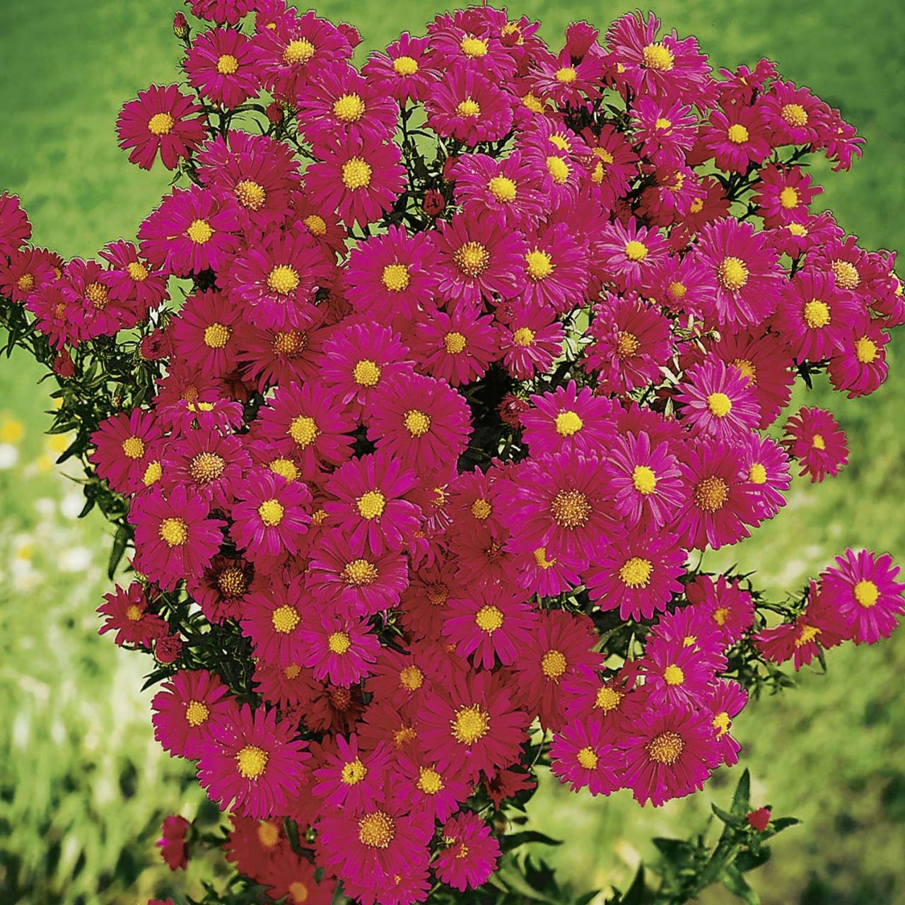 Glattblatt-Aster 'Crimson Brocade' von Garten Schlüter