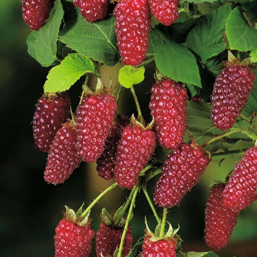 Him-Brombeere 'Buckingham Tayberry®' von Garten Schlüter