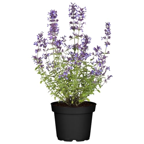 Lavendelblaue Katzenminze (Nepeta faassenii) - 3 Stück von Garten Schlüter