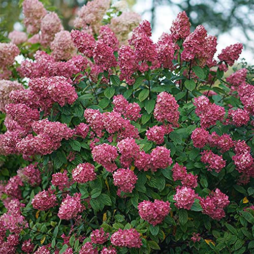 Rispenhortensie Fire Light weiß über rosa zu rot - Hortensie winterhart & mehrjährig - Hydrangea paniculata - 1 Pflanze von Garten Schlüter - Pflanzen in Top Qualität von Garten Schlüter