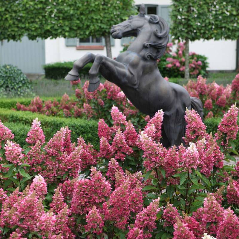 Rispenhortensie 'Pink Lady' von Garten Schlüter