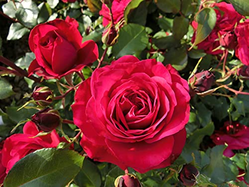 Rose 'Rouge Meilove®' - Beetrose rote Blüten - Rote Rose Pflanze Winterhart Halbschattig gesundes Laub - von Garten Schlüter - Pflanzen in Top Qualität von Garten Schlüter