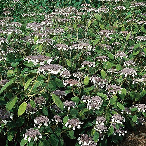 Samthortensie - Gartenhortensie - Top Qualität von Garten Schlüter (40 - 60 cm) von Garten Schlüter