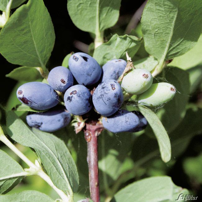 Sibirische Blaubeere 'Woloszebnica' von Garten Schlüter