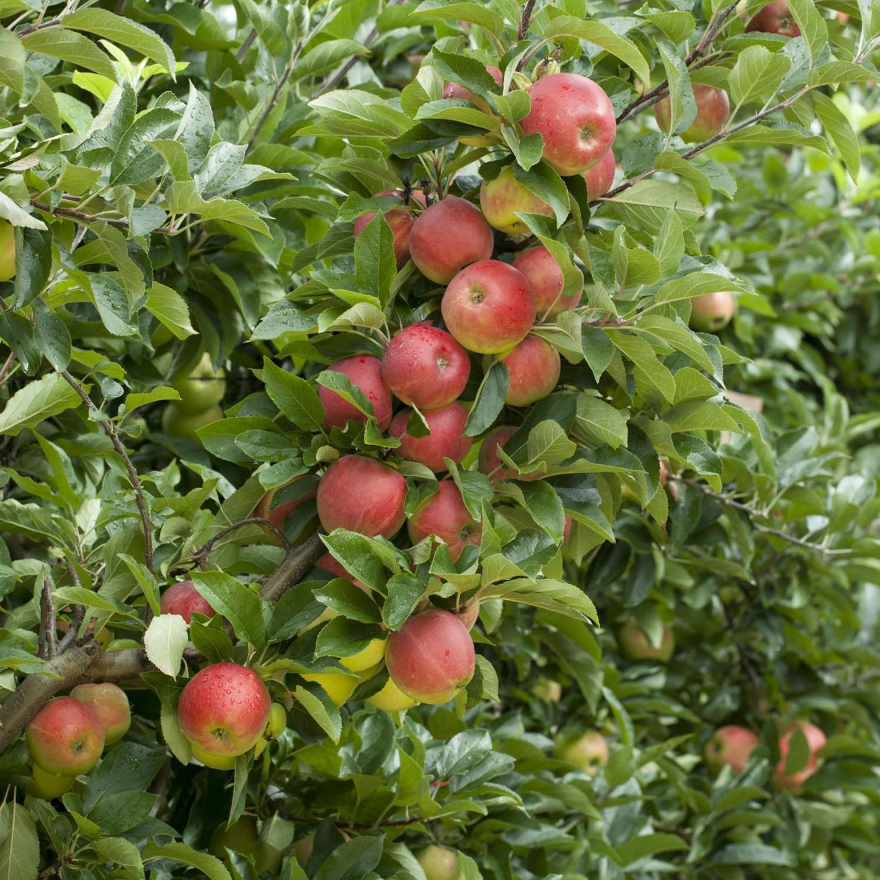 Apfel 'Elstar®' von Garten Schlüter