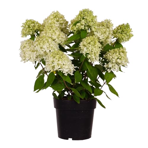Rispen-Hortensie 'Magical Candle', Hydrangea, Gartenpflanze, pflegeleicht, Blütenstrauch, weißblühend, winterhart, dekorative Pflanze von Gartenwelten