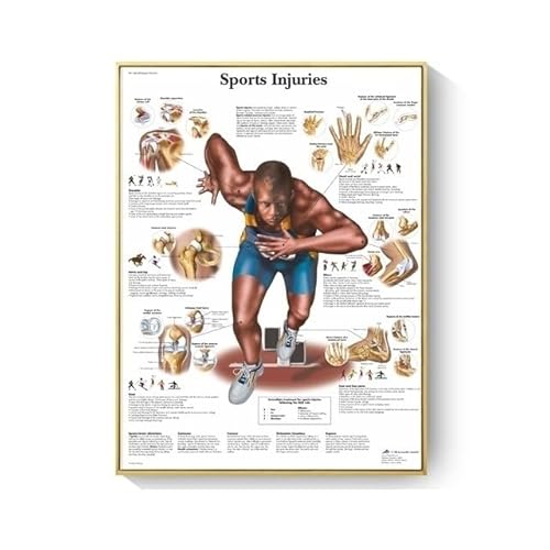 1 STÜCK Menschliche Anatomie Muskeln System Kunst Poster Drucken Körper Karte Leinwand Wandbilder for Wissenschaft Medizin Schlafzimmer Büro Dekor Malerei ( Color : A12 , Size : No Frame 40x50cm ) von GatherTOOL