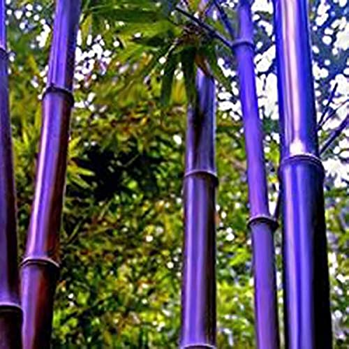 100 Stück Schwarz Lila Phyllostachys Pubescens Moso-Bambus-Samen Gartenpflanzen Lila Bambus-Samen Blumen Samen Für Garten Und Balkon von Generic