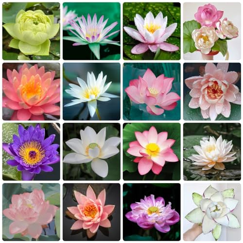 30 Pcs Lotus Samen Bio, Hydrokultur Pflanzen Samen, Wildblumen Balkonblumen, Herbst Deko Teichpflanzen Samen - Nelumbo Nucifera - Blumenmischung Blumendeko, Pflanzen Für Sonnige Plätze von Generic