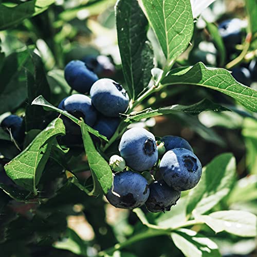 wild heidelbeeren samen,heidelbeere blaubeeren, pflanztöpfe steingartenpflanzen winterhart säulenobstbäume seltene pflanzen bäume winterharte stauden 100 Stück von Generic