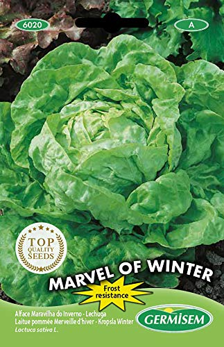 Germisem Kopfsalat MARVEL OF WINTER, mehrfarbig, EC6020 von Germisem