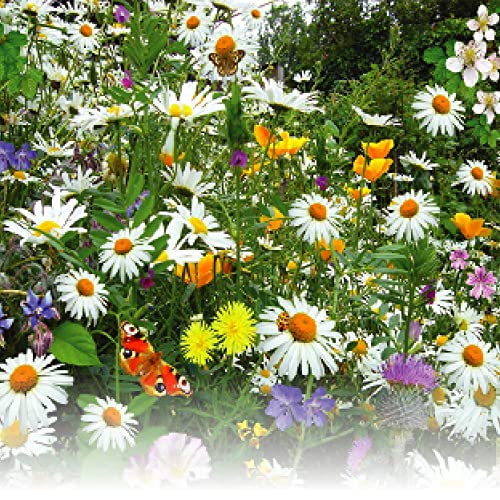 Germisem Honigreicher & Schemetterlingsblüten EC1657 von Germisem