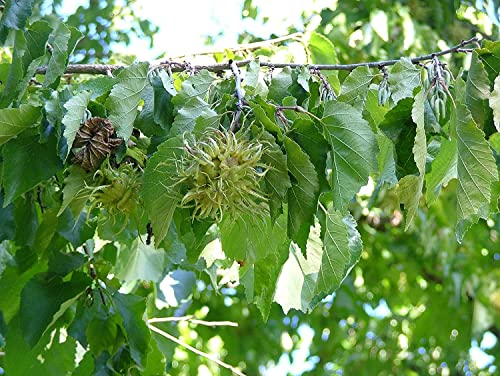 Baum-Hasel Corylus colurna Pflanze 70-80cm Türkische Hasel Haselnuss Baumhasel von Green Future Pflanzenhandel