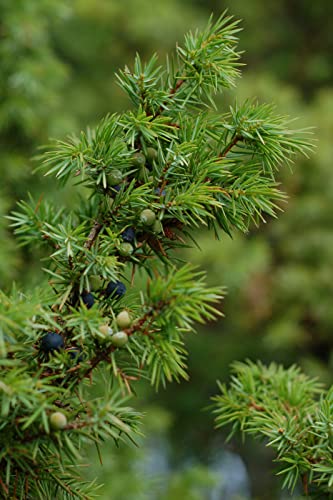 Green Future Pflanzenhandel Gemeiner Wacholder Juniperus communis Pflanze 25-30cm Heide-Wacholder Feuerbaum von Green Future Pflanzenhandel