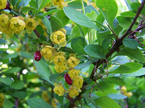 Gewöhnliche Berberitze Berberis vulgaris Pflanze 5-10cm Sauerdorn Essigbeere von Green Future Pflanzenhandel