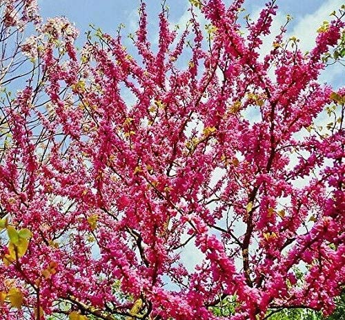 Gewöhnlicher Judasbaum Cercis siliquastrum Pflanze 25-30cm gemeiner Judasbaum von Green Future Pflanzenhandel