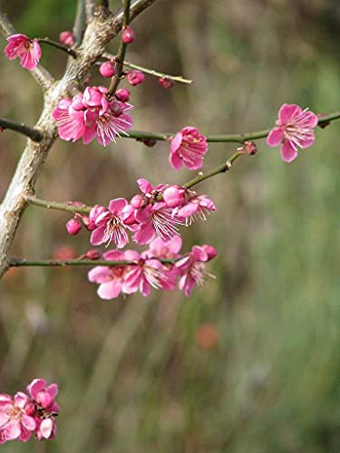 Japanische Zier-Aprikose Prunus mume ‘Beni-chi-dori’ Pflanze 25-30cm Rarität von Green Future Pflanzenhandel
