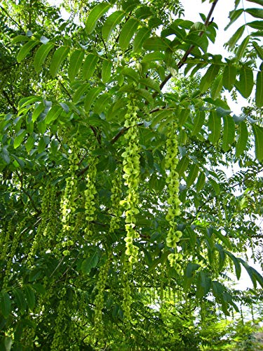 Kaukasische Flügelnuss Pterocarya fraxinifolia Pflanze 5-10cm Nussbaum Rarität von Green Future Pflanzenhandel