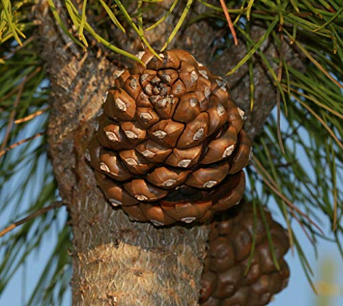Pinie Pinus pinea Pflanze 25-30cm Steinkiefer Schirm-Kiefer Mittelmeer-Kiefer von Green Future Pflanzenhandel