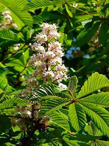 Rosskastanie Aesculus hippocastanum Pflanze 5-10cm Weiße Rosskastanie Kastanie von Green Future Pflanzenhandel