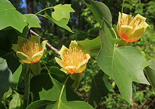 Tulpenbaum Liriodendron tulipifera Pflanze 45-50cm amerikanischer Tulpenbaum von Green Future Pflanzenhandel