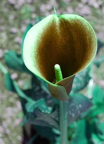 Calla lily -Calla Lilien zwiebeln – leuchtende Farben – Pflanzen -Extrem kältetolerant von HMGJGFH