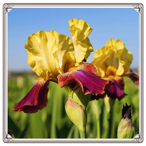 Iris zwiebeln Schwertlilien winterhart staude Schwertlilien winterhart staudenmix Iris pflanzen winterhart Schwertlilien von HMGJGFH