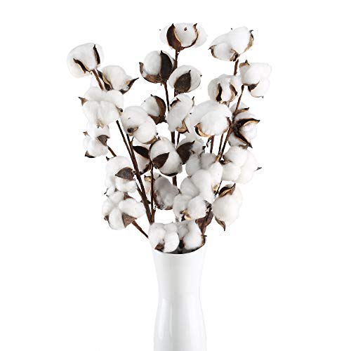 HUAESIN 3pcs Baumwolle Zweig 10 Köpfe Natürlich Getrocknete Blumen Künstliche Dekoblumen Weiss Kunstblumen Gefälschte Unechte Blumen für Vase Hochzeit Zimmer Cafe Dekoration von HUAESIN