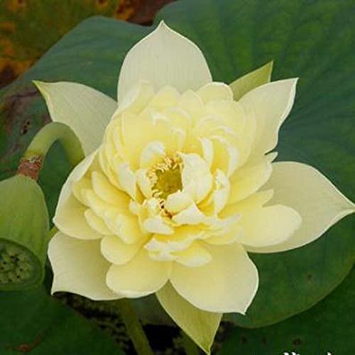Haloppe 10 Stück Schüssel Lotusblumen Pflanzensamen für die Bepflanzung des Hausgartens, Schüssel Lotussamen Bonsai Pflanzen Hausgarten Hydrokulturpflanze Blumendekor Gelb von Haloppe