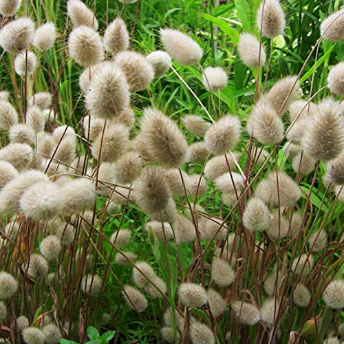 Haloppe 100 Stück Lagurus Ovatus Blumen Pflanzen Samen für die Bepflanzung des Hausgartens, Lagurus Ovatus Bunte Hasenschwanz Gras Garten Zier Bonsai Samen Weiß von Haloppe