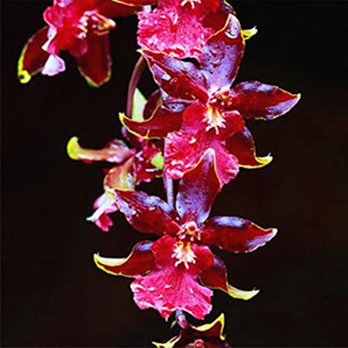 Haloppe 100 Stück Orchideenblumen Pflanzensamen für die Bepflanzung des Hausgartens, duftende Orchideensamen Cymbidium Blume Home Office Garten Bonsai Pflanze fünfzehn# von Haloppe
