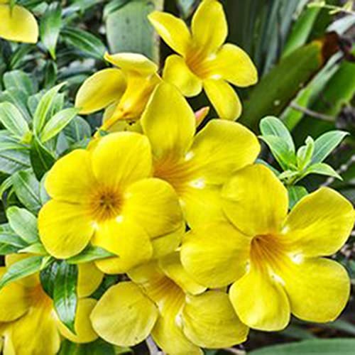 Haloppe 100 Stücke Petunien Blumen Pflanzen Samen für Hausgarten Pflanzen, Petunien Samen Bonsai Jährliche Landschaft Pflanzensamen für Parterre Gelb von Haloppe