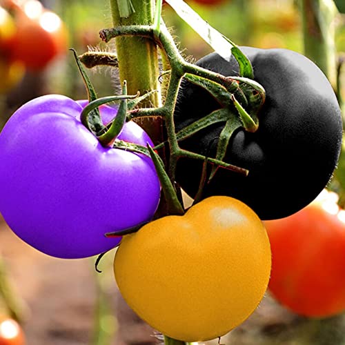 Haloppe 120 Stück Tomatenfruchtsamen für den Hausgarten, mehrfarbige Tomatensamen, Garten, Hof, Bauernhof, Pflanzengemüse Saatgut von Haloppe