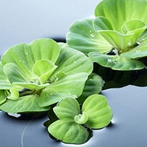 Haloppe 200 Stück Pistia Stratiotes Pflanzensamen für die Bepflanzung des Hausgartens, Aquariumpflanze Pistia Stratiotes Samen Pool Aquarium Teich Dekor Pistia Stratiotes Samen von Haloppe