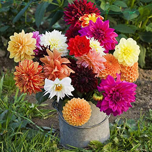 Haloppe 200 Stücke gemischte Dahlie Blumen Pflanzen Samen für Hausgarten Pflanzen, Bonsai Samen gemischte Farbe Dahlie Blumensamen Dahliensamen von Haloppe