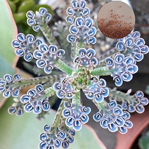 Haloppe Kalanchoe-Samen für die Gartenarbeit, 100 Stück Kalanchoe-Samen, Sukkulenten, einfach zu züchten, fruchtbare tropische Gartendekoration, Blumen, Pflanzen, Balkongarten, Kalanchoe-Samen 100 von Haloppe