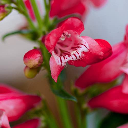 Haloppe Packung mit 100 Blumen-Pflanzen-Samen für die Bepflanzung des Hausgartens, Blumensamen mehrjährige Penstemon-Samen für die Hofdekoration Rot von Haloppe