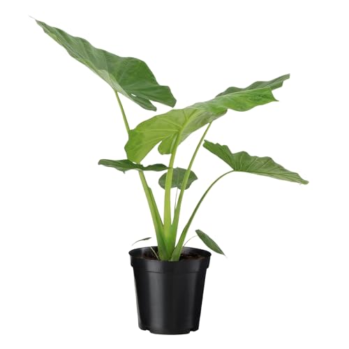 Happy Plants Alocasia Elefantenohr Pflanze I 70 cm x ⌀19 cm, exotische Zimmerpflanze Topfpflanze Tropenpflanze grün, Indoor für Innenräume, frisch aus unserer Gärtnerei (Grüne Blätter) von Happy Plants