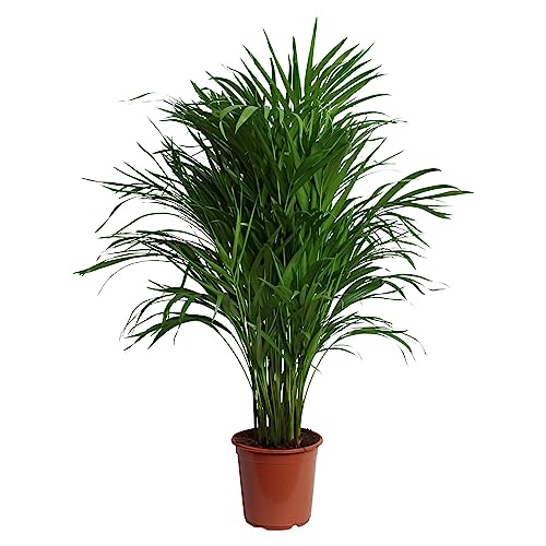 Happy Plants Areca Palm Goldpalme/Dypsis Lutescens - Zimmerpflanzen Groß - luftreinigende pflanzen - inkl. Blumentopf - Frisch aus der Gärtnerei (ohne Topf, 100 cm) von Happy Plants