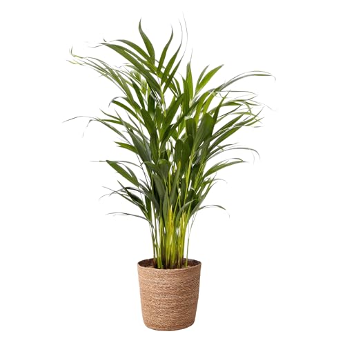Happy Plants Areca Palm Goldpalme/Dypsis Lutescens - Zimmerpflanzen Groß - luftreinigende pflanzen - inkl. Blumentopf - Frisch aus der Gärtnerei (mit Topf, 70 cm) von Happy Plants