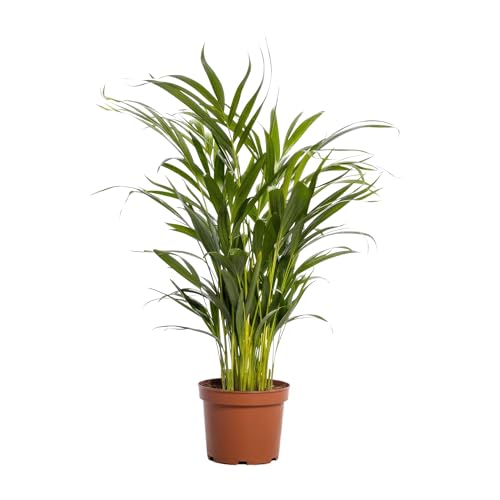Happy Plants Areca Palm Goldpalme/Dypsis Lutescens - Zimmerpflanzen Groß - luftreinigende pflanzen - Frisch aus der Gärtnerei (ohne Topf, 70 cm) von Happy Plants