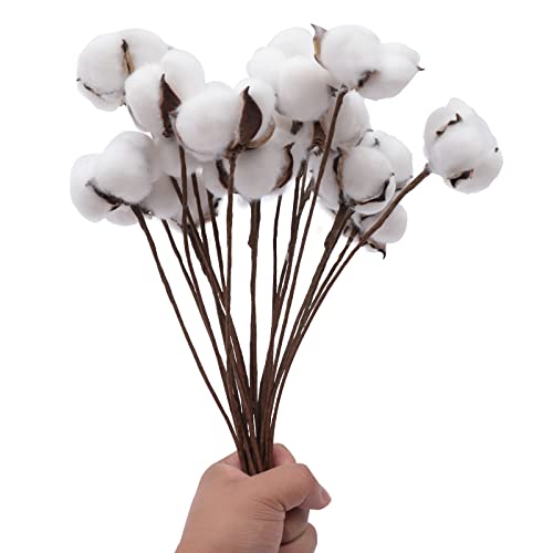 HaroldDol 20 Stück Getrocknete Baumwollstiele, DIY Natürliche Baumwolle Blume, Baumwollzweig Deko weiße von HaroldDol