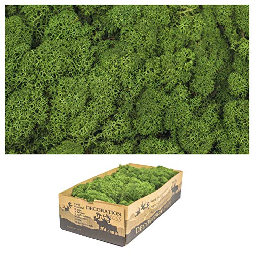 1 Kiste Echtes Moos - Natur Dekomoos zum basteln in verschiedenen frischen Sorten - DIY - Islandmoos, Plattenmoos, Bollenmoos, Hügelmoos Sphagnum Moos (1 x Island Moos grün) von Inter Flowers
