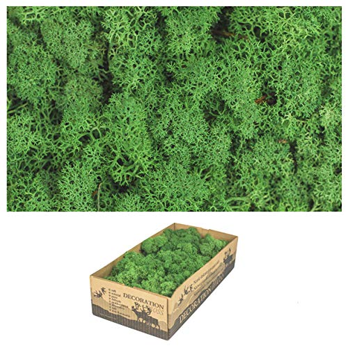 1 box of real moss - natural decorative moss for crafts in various fresh varieties - DIY - Iceland moss (1 x island moss grass green dark) von Inter Flowers