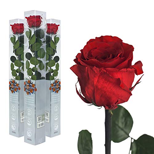 3x Echte Rose konserviert 50cm Rot preserved, ewige Rose gefriergetrocknet mit Stiel und Blättern - lange haltbare Schnittblumen in Geschenkbox, beste Deko von Interflowers GmbH
